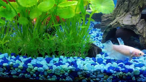 Pet Supply Store «Pet Supplies Plus», reviews and photos, 585 Moseley Rd, Fairport, NY 14450, USA