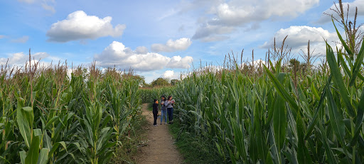 Pumpkin Patch «CornFun Corn Maze Adventure And Pumpkin Patch», reviews and photos, 9391 Lindsey Ln, Casco, MI 48064, USA