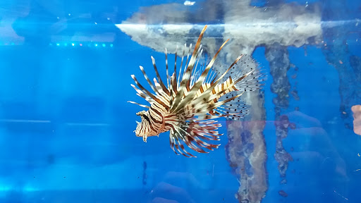 Pet Supply Store «Whiteway Pet Shop», reviews and photos, 950 Elizabeth Ave, Elizabeth, NJ 07201, USA