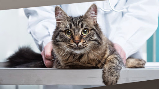 Lakeshore Veterinary Hospital image