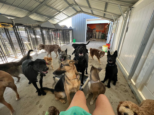 Fat Cat's Dog Boarding