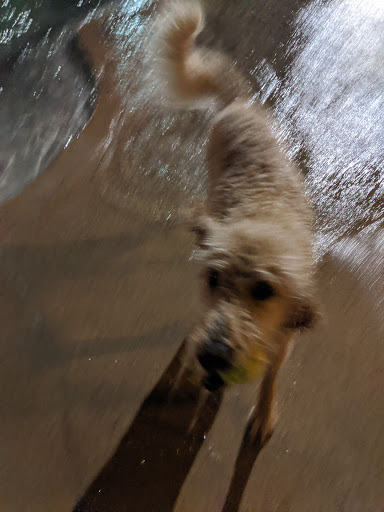 Veterinarian «PetCoral Resort and Veterinary», reviews and photos, 924 Del Prado Blvd, Cape Coral, FL 33990, USA