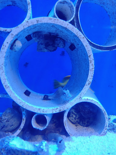 Pet Store «Pet Cove», reviews and photos, 820 E Center St, Kingsport, TN 37660, USA