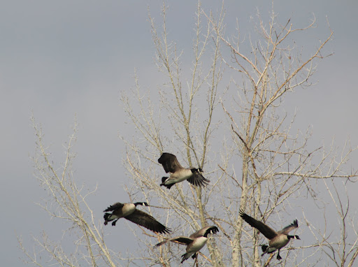 Nature Preserve «Wilson Springs Ponds», reviews and photos, 3209-3507 S Powerline Rd, Nampa, ID 83686, USA