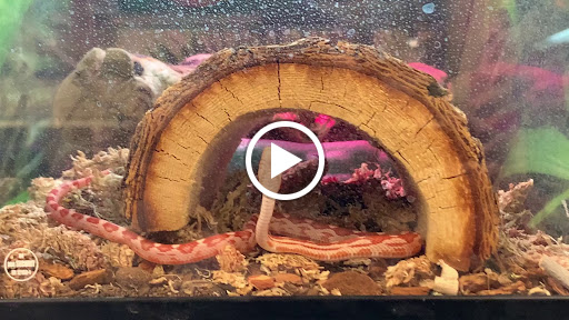 Pet Supply Store «PetSmart», reviews and photos, 1600 Marcus Ave, New Hyde Park, NY 11040, USA