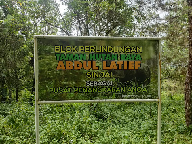 Hutan Nasional di Sulawesi Selatan: Menyelami Keindahan Alam Hutan Nasional dengan TAHURA Abdul Latief, Bukit Batumenteng, Bukit Batumenteng