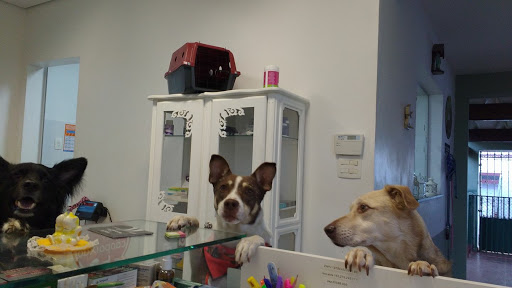 Pet shop Bicho Meu Banho & Tosa em São Paulo - SP