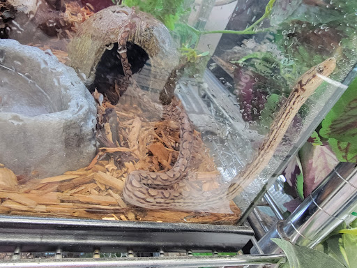 Reptile Store «LLLReptile & Supply Las Vegas», reviews and photos, 8450 W Sahara Ave #105, Las Vegas, NV 89117, USA