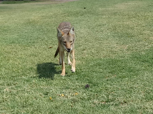 Public Golf Course «Silverbell Golf Course», reviews and photos, 3600 N Silverbell Rd, Tucson, AZ 85745, USA