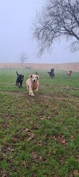 Waikato Boarding Kennels & Cattery