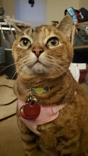 Pet Supply Store «PetSmart», reviews and photos, 4540 Grape Rd, Mishawaka, IN 46545, USA