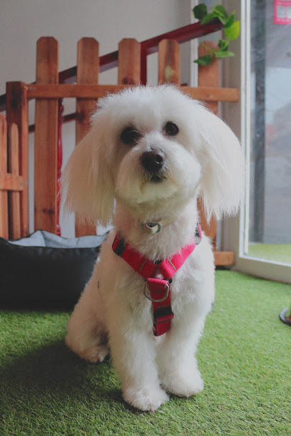 Imagen de peluCAN Madrid Peluquería canina