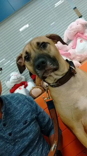 Pet Supply Store «PetSmart», reviews and photos, 30 Malphrus Rd, Bluffton, SC 29910, USA