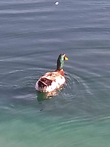 Park «Carl Knox, Jr. Park», reviews and photos, 1200 Susan Dr, Arlington, TX 76011, USA