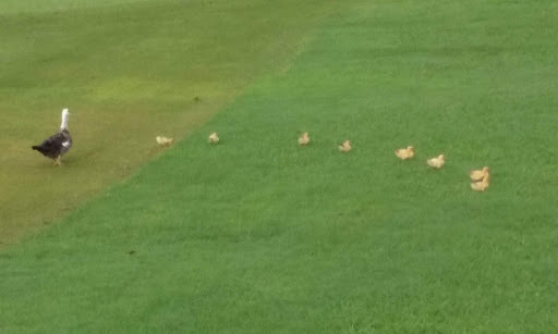 Country Club «Miccosukee Golf & Country Club», reviews and photos, 6401 Kendale Lakes Dr, Miami, FL 33183, USA