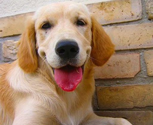 Pet Groomer «The Pet Set - Buckhead», reviews and photos, 2480 Briarcliff Rd NE #3, Atlanta, GA 30329, USA