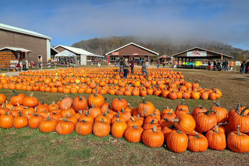 Pumpkinville image 2