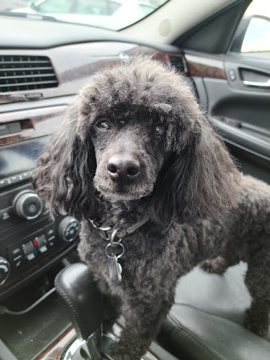 Pet Supply Store «Petco Animal Supplies», reviews and photos, 10025 N Michigan Rd #160, Carmel, IN 46032, USA