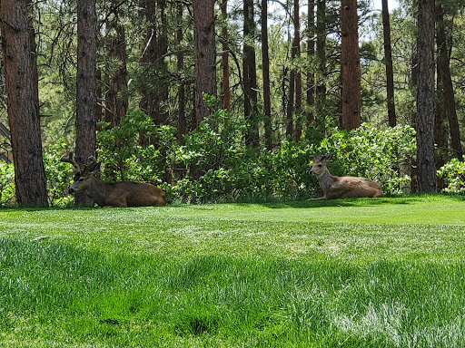 Golf Club «Golf Club At Bear Dance», reviews and photos, 6630 Bear Dance Dr, Larkspur, CO 80118, USA