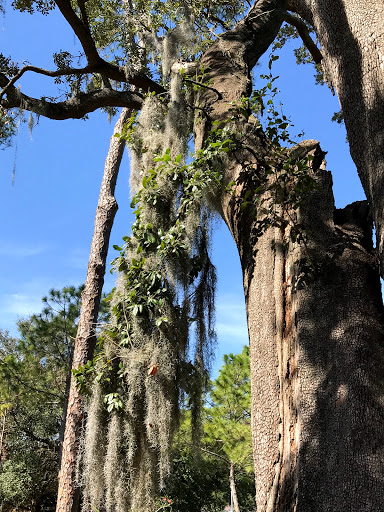 Park «Riverside Park», reviews and photos, 753 Park St, Jacksonville, FL 32204, USA