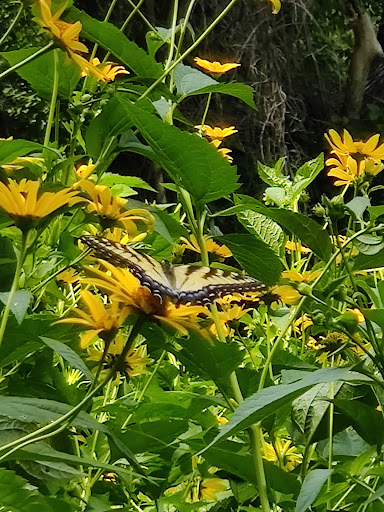 Nature Preserve «Beechwood Farms Nature Reserve», reviews and photos, 614 Dorseyville Rd, Pittsburgh, PA 15238, USA