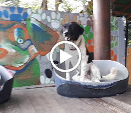 The Bali Dog Halfway House photo