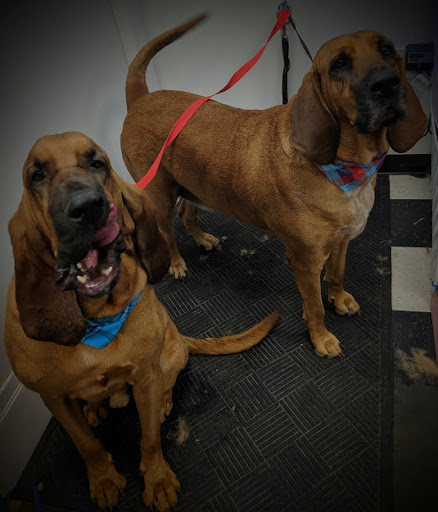 Pet Groomer «A Klassy Lassie, LLC», reviews and photos, 30 Old Jackson Rd, McDonough, GA 30252, USA