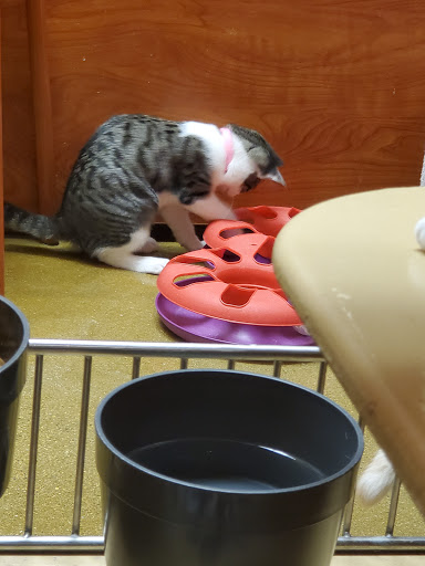 Pet Supply Store «PetSmart», reviews and photos, 2730 Pacific Coast Hwy, Torrance, CA 90505, USA