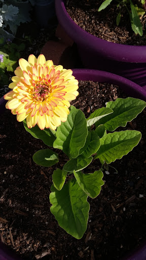 Book Store «Pipe & Thimble Bookstore», reviews and photos, 24830 Narbonne Ave, Lomita, CA 90717, USA