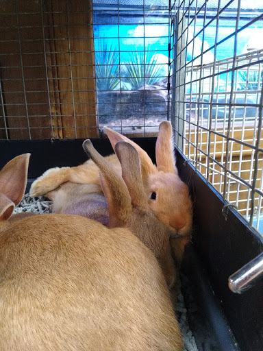 Pet Store «Critter Pet Shop», reviews and photos, 19309 Ecorse Rd, Allen Park, MI 48101, USA