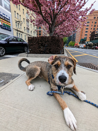 Pet Supply Store «PetSmart», reviews and photos, 238 Atlantic Ave, Brooklyn, NY 11201, USA