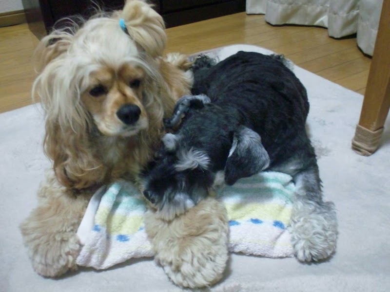 早稲田佐賀中学校 高等学校 附設寮 八太郎館 佐賀県唐津市坊主町 ドミトリー グルコミ