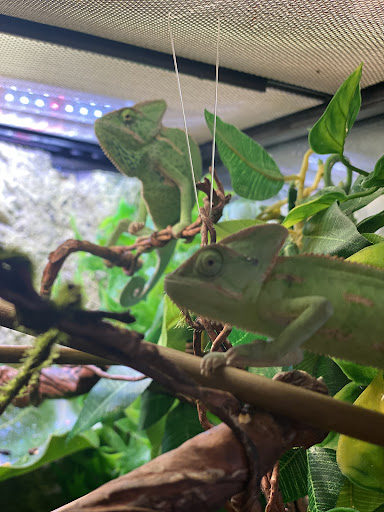 Pet Supply Store «The Animal Connection», reviews and photos, 2550 2550 Judah St & 31st Ave, San Francisco, CA 94122, USA