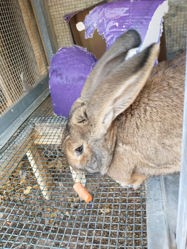 Zoo «Jr Pony Parties», reviews and photos, 1744 N Leonard Ln, Las Vegas, NV 89108, USA