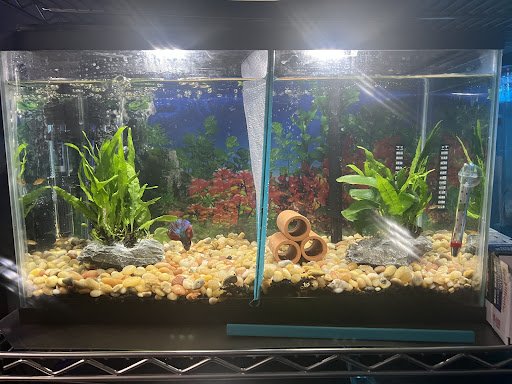 Tropical Fish Store «C K Fish World», reviews and photos, 410 N Azusa Ave, West Covina, CA 91791, USA