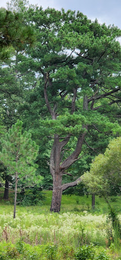 National Park «Moores Creek National Battlefield», reviews and photos, 40 Patriots Hall Dr, Currie, NC 28435, USA