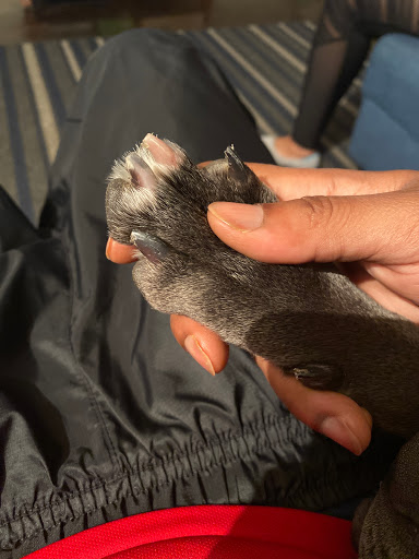 Pet Store «Downtown Pawz», reviews and photos, 1623 Main St #106, Dallas, TX 75201, USA
