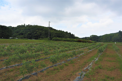 東京オリーブ農園