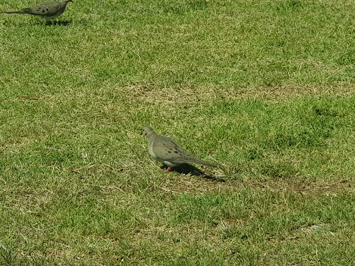 Park «Turtle Rock Park», reviews and photos, 17414 N 12th St, Phoenix, AZ 85022, USA