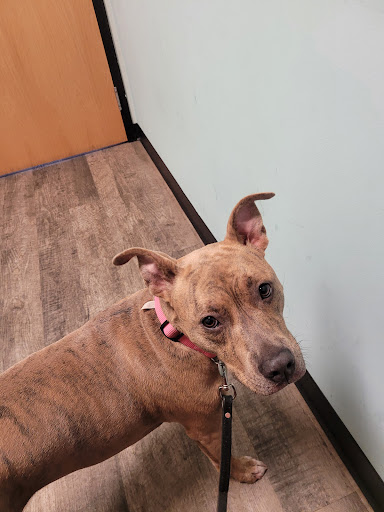 Happy Tails Veterinary Clinic image