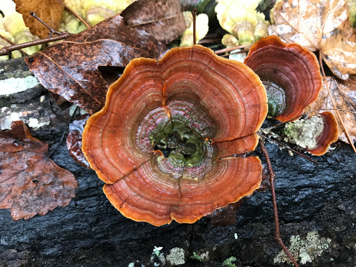 Nature Preserve «Piedmont Environmental Center», reviews and photos, 1220 Penny Rd, High Point, NC 27265, USA