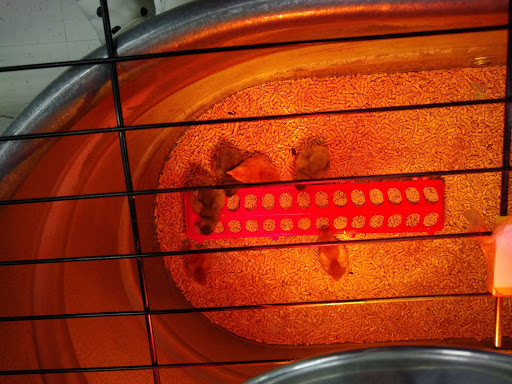 Animal Feed Store «Wilco Farm Store», reviews and photos, 1905 NE Four Acre Pl, Corvallis, OR 97330, USA