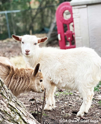 GGA Dwarf Goat Yoga