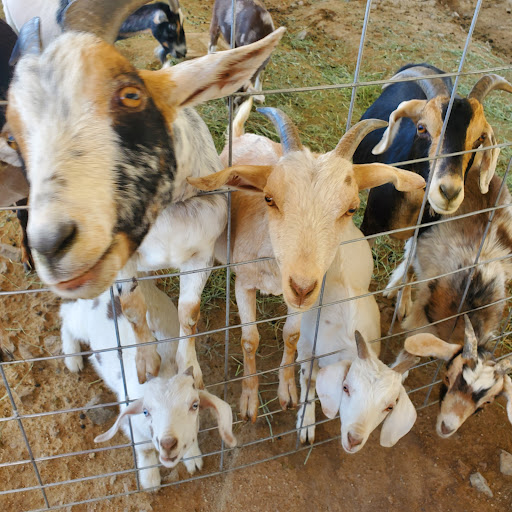 Zoo «Sierra Safari Zoo», reviews and photos, 10200 N Virginia St, Reno, NV 89506, USA