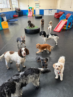 Mansfield Canine Centre