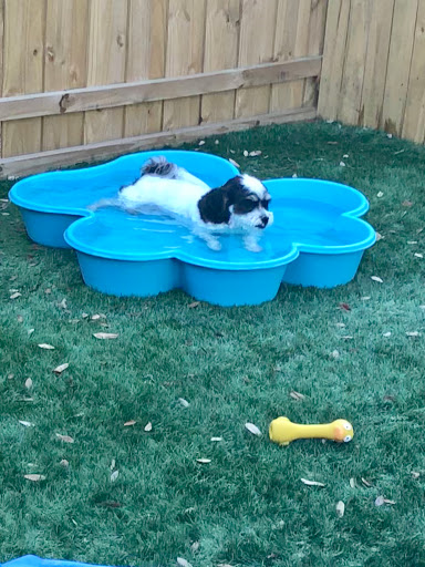 Pet Store «Bark Life Market», reviews and photos, 11220 Park Blvd N, Seminole, FL 33772, USA