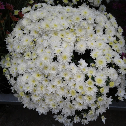 Home Improvement Store «The Home Depot», reviews and photos, 5410 Perkiomen Ave, Reading, PA 19606, USA