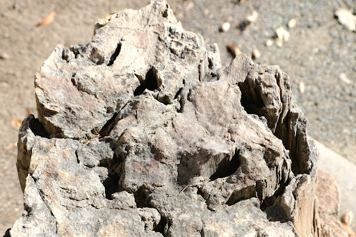 National Forest «Petrified Forest», reviews and photos