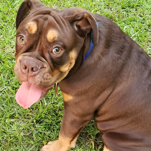 Pet Supply Store «Pet Supplies Plus», reviews and photos, 2600 McFarland Blvd E U, Tuscaloosa, AL 35405, USA