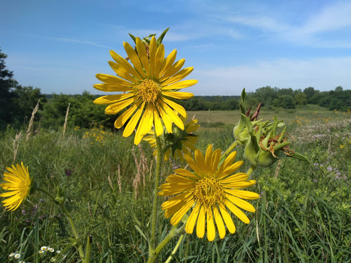 Bird Watching Area «Jelke Creek Bird Sanctuary», reviews and photos, Boncosky Rd, Dundee Township, IL 60118, USA